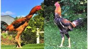 Everything About Gigante Indio Chicken World Tallest Breed