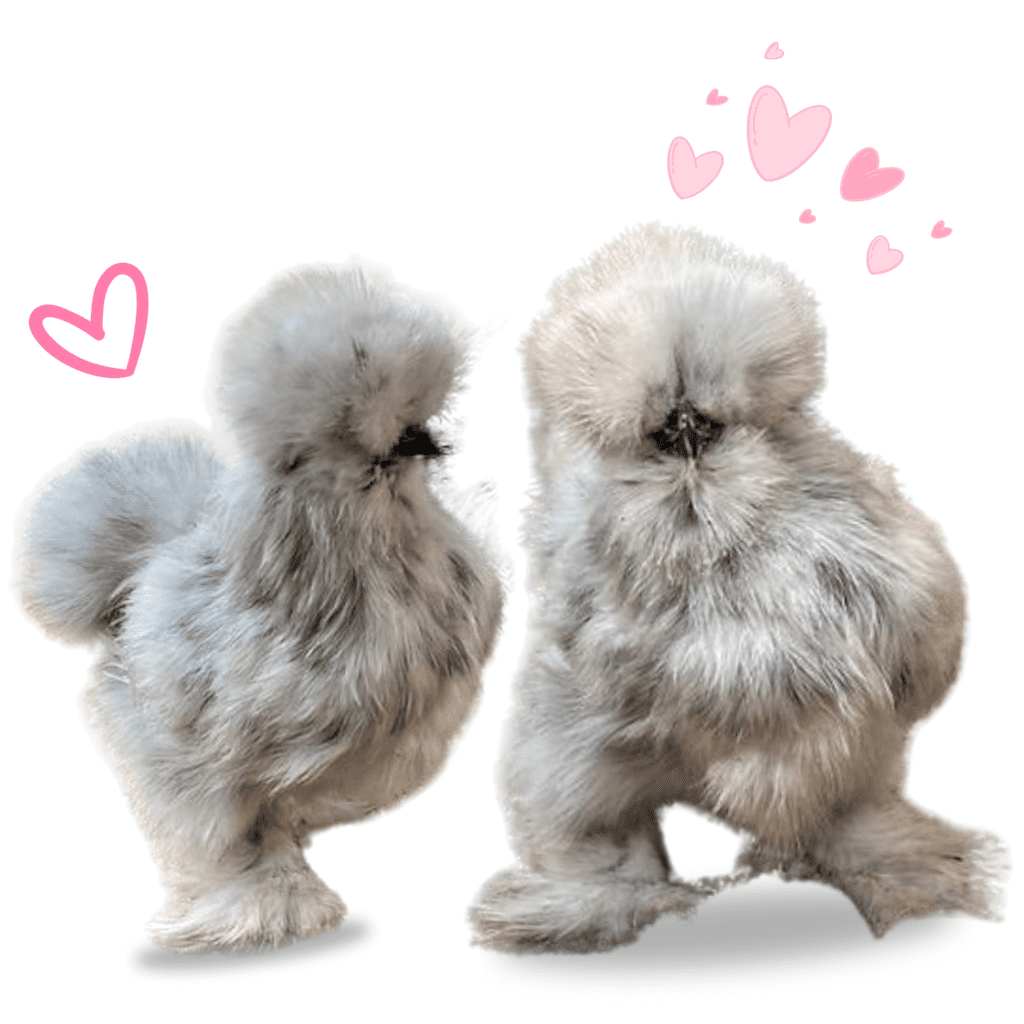 splash silkie chicken, splash silkie chicks, splash silkie, what is a splash silkie