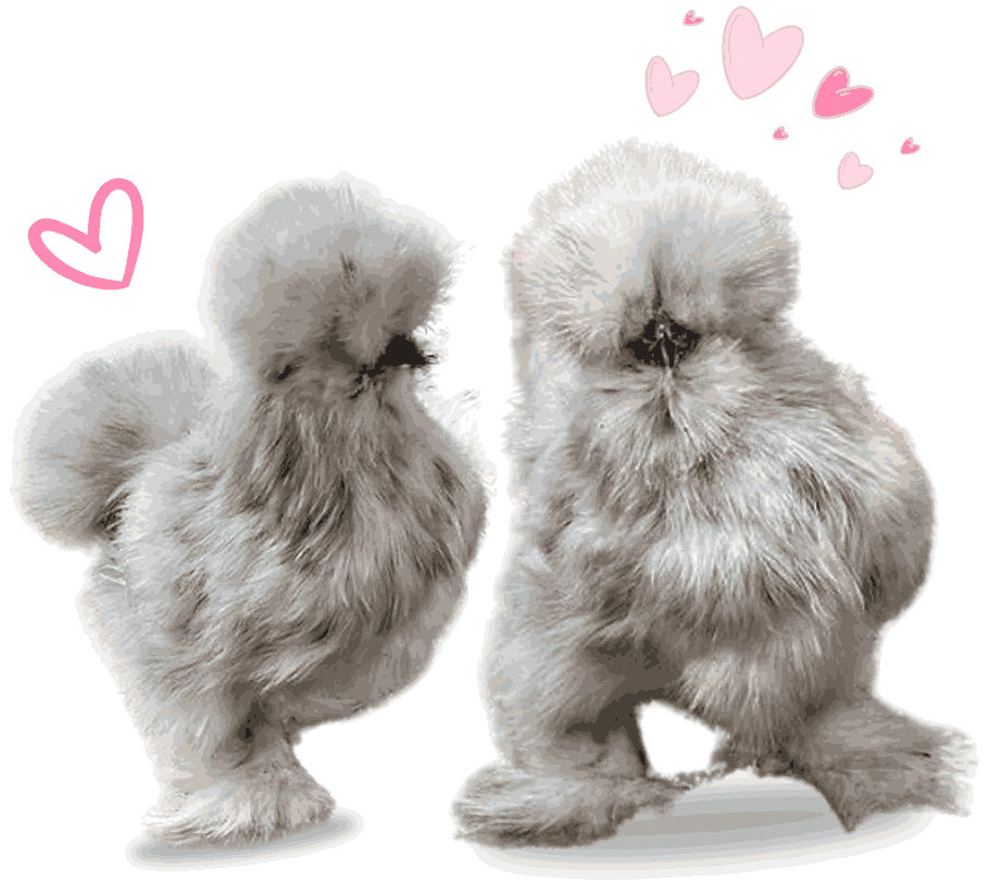 splash silkie chicken