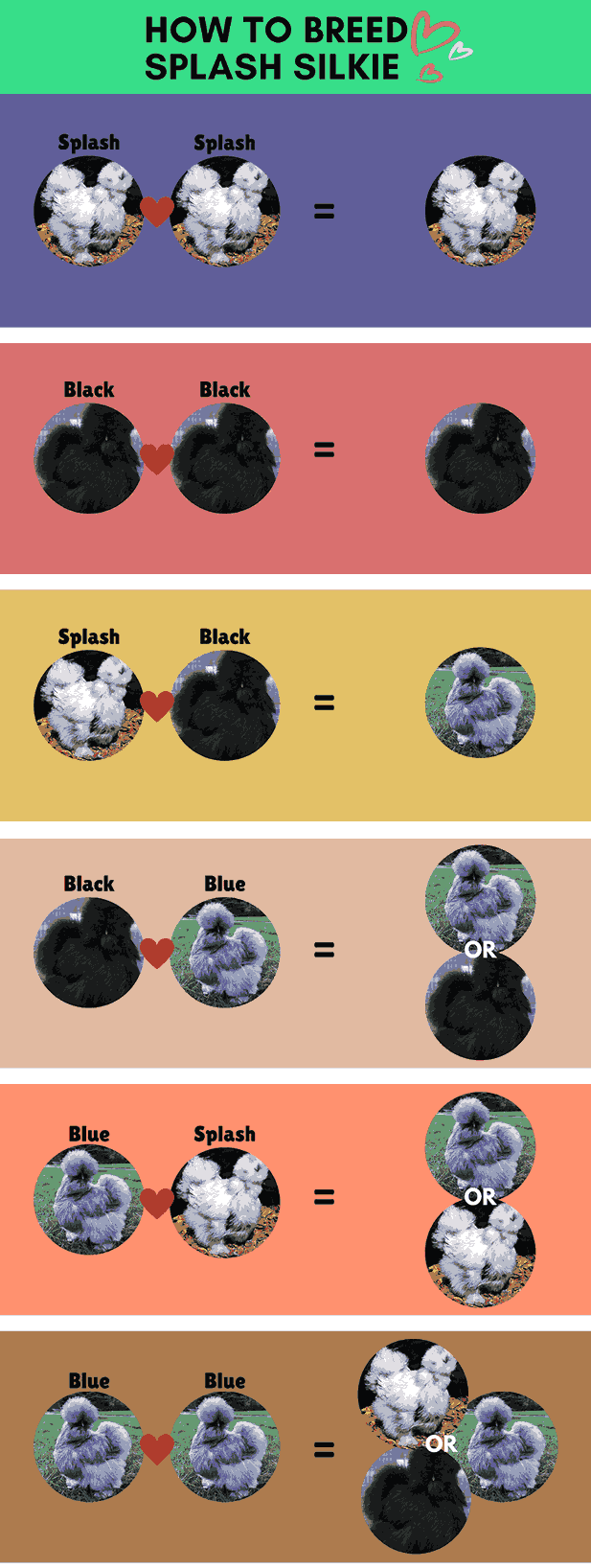 splash silkie chicken breeding chart