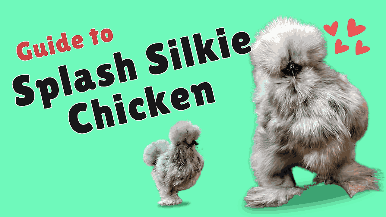 splash silkie chicken