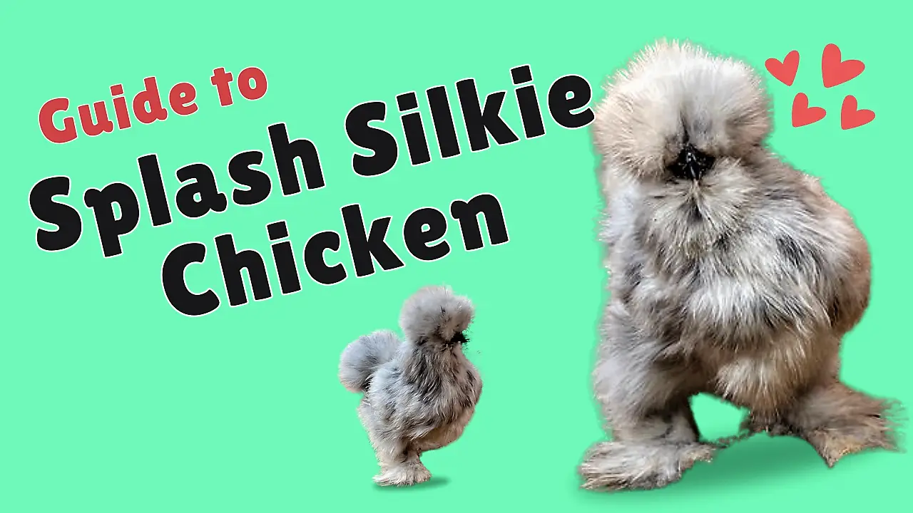 Splash Silkie Chicken Full Breed Guide