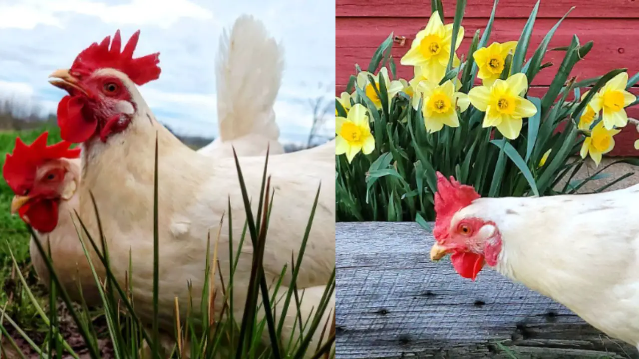 California Tan Chicken