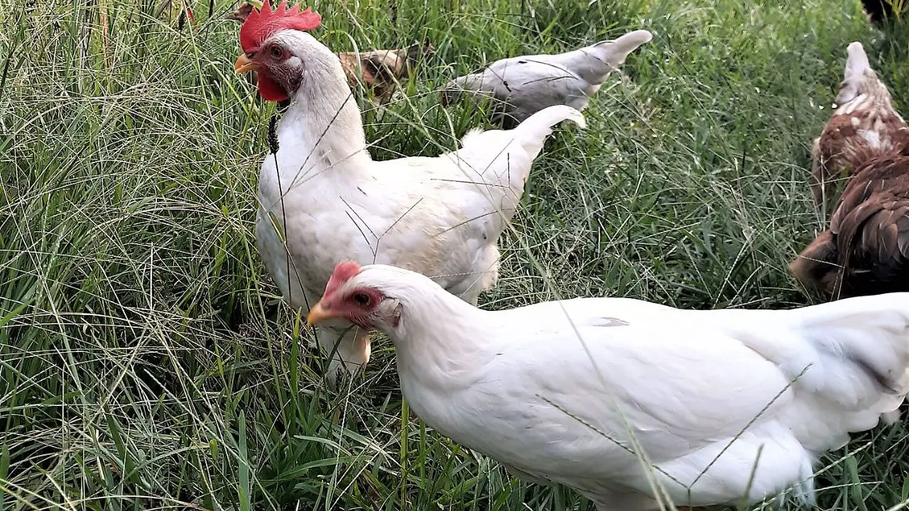 California Tan Chicken