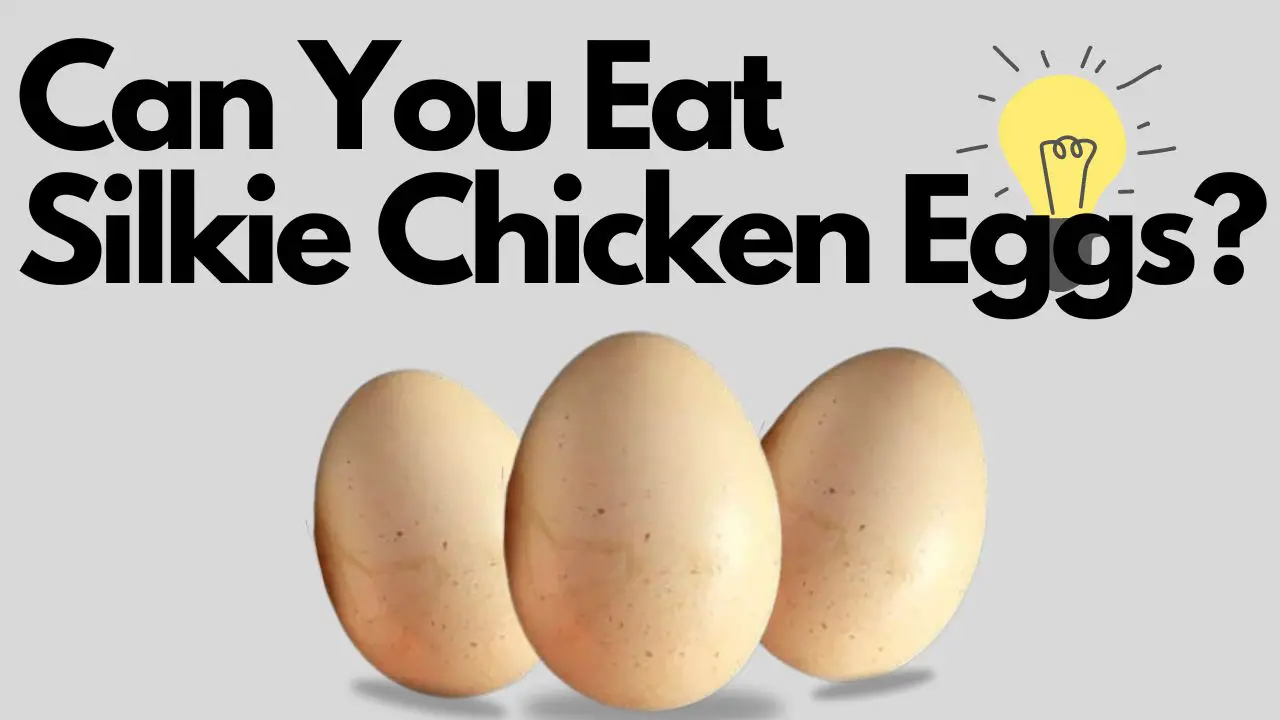 Can You Eat Silkie Chicken Eggs