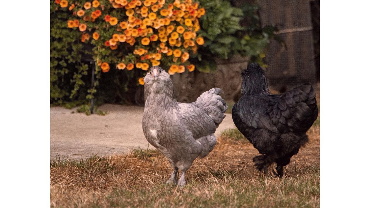 What do you Feed Ameraucana Chickens? Feeding Ameraucana 