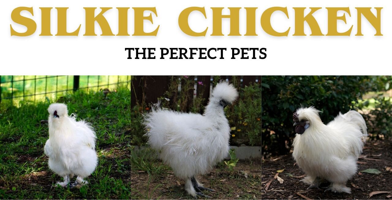 Can You Eat Silkie Chicken Eggs