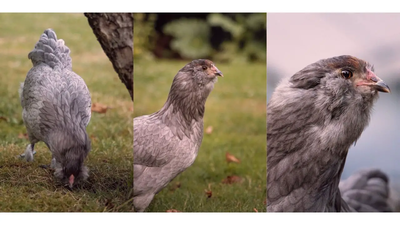 What do you Feed Ameraucana Chickens? Feeding Ameraucana