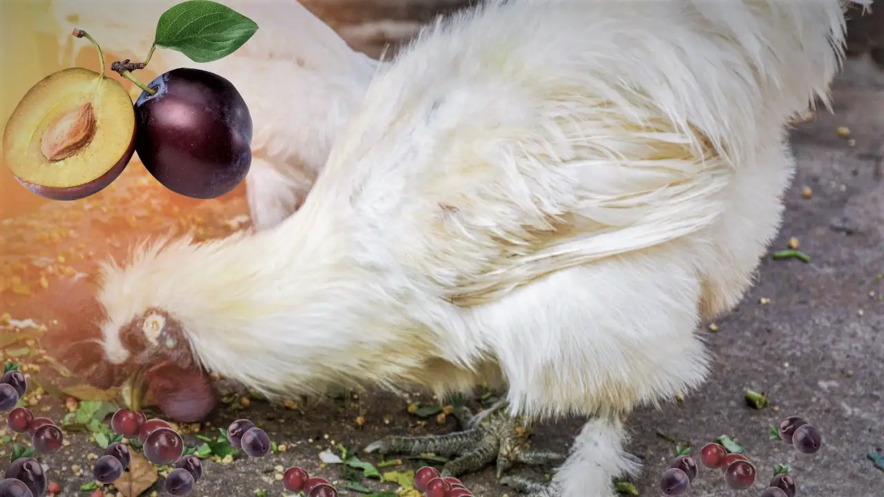 Can Chickens Eat Plums