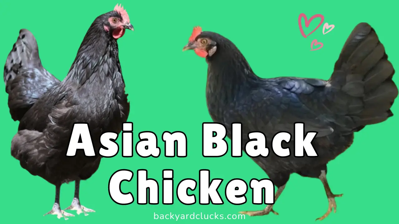 asian black chicken