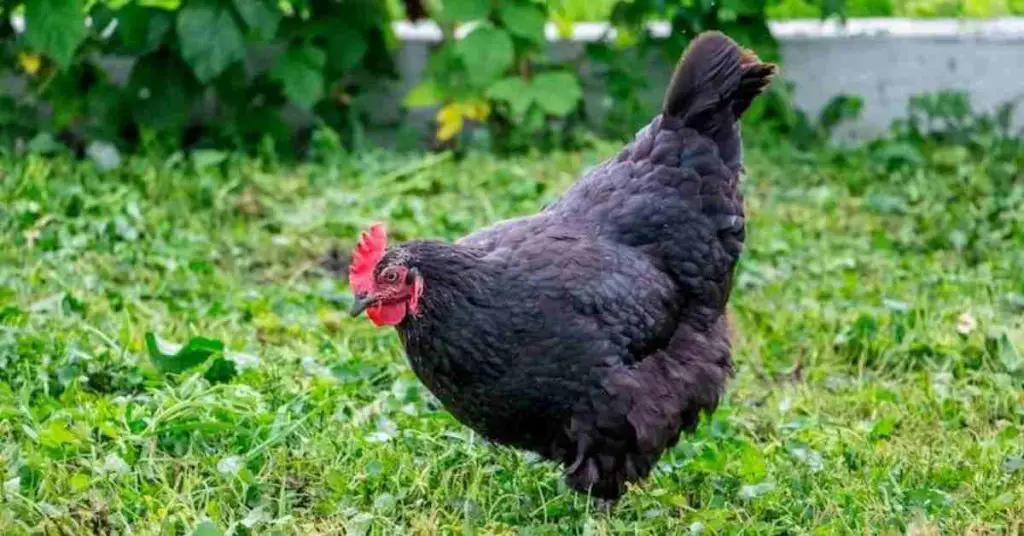 asian black chicken