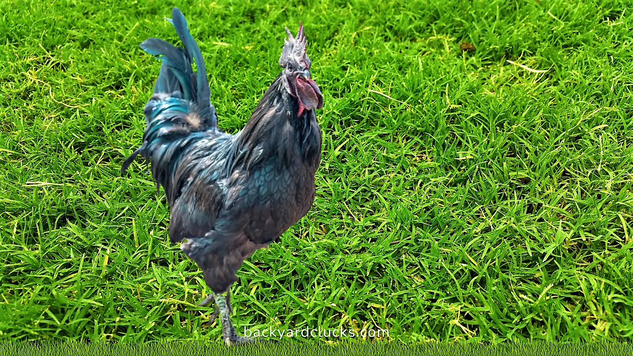 asian black chicken