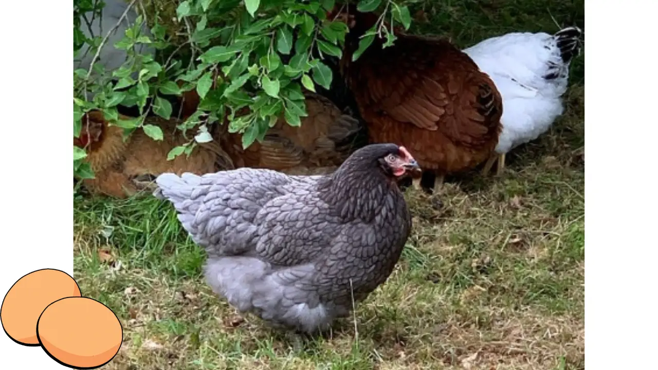 Blue Star Chicken