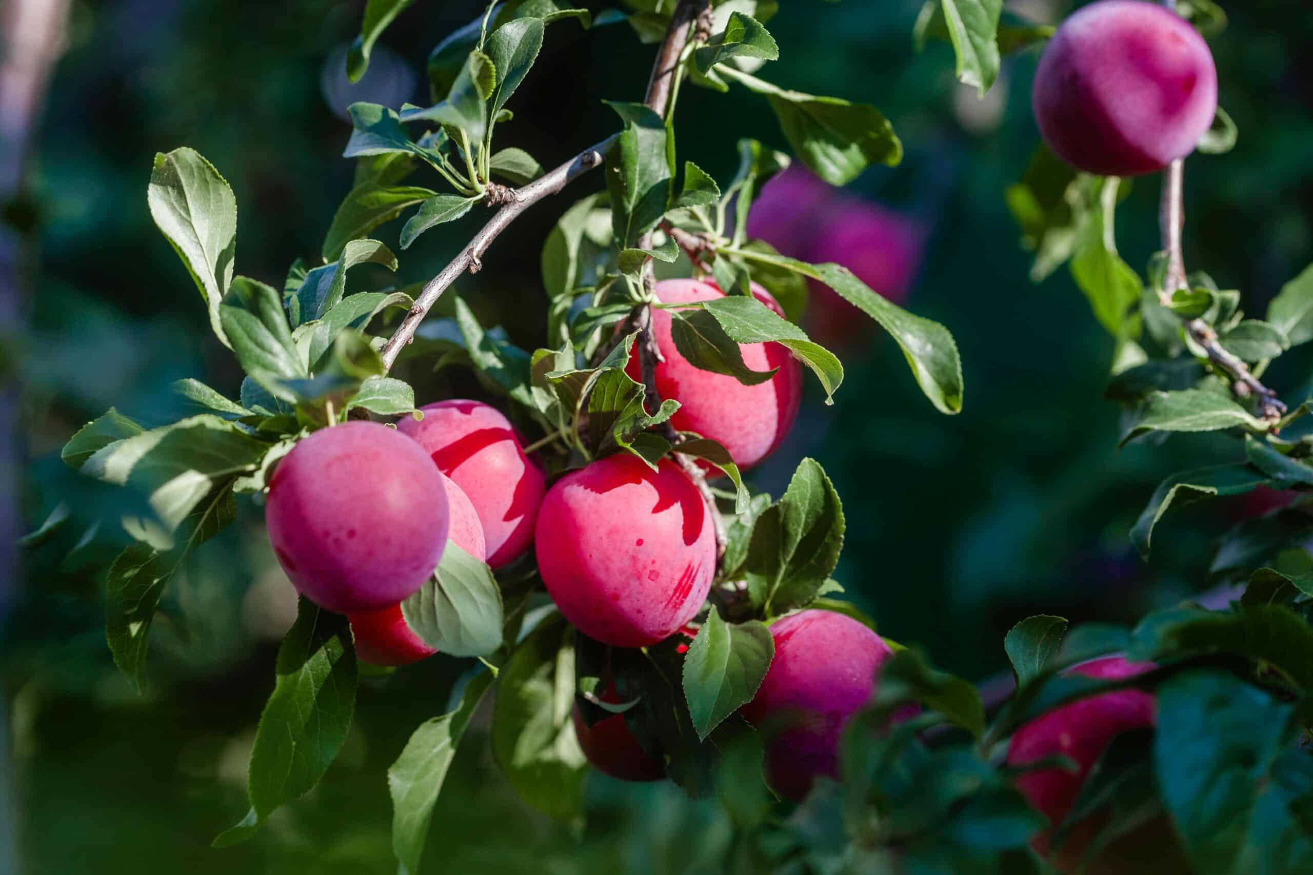 Can Chickens Eat Plums