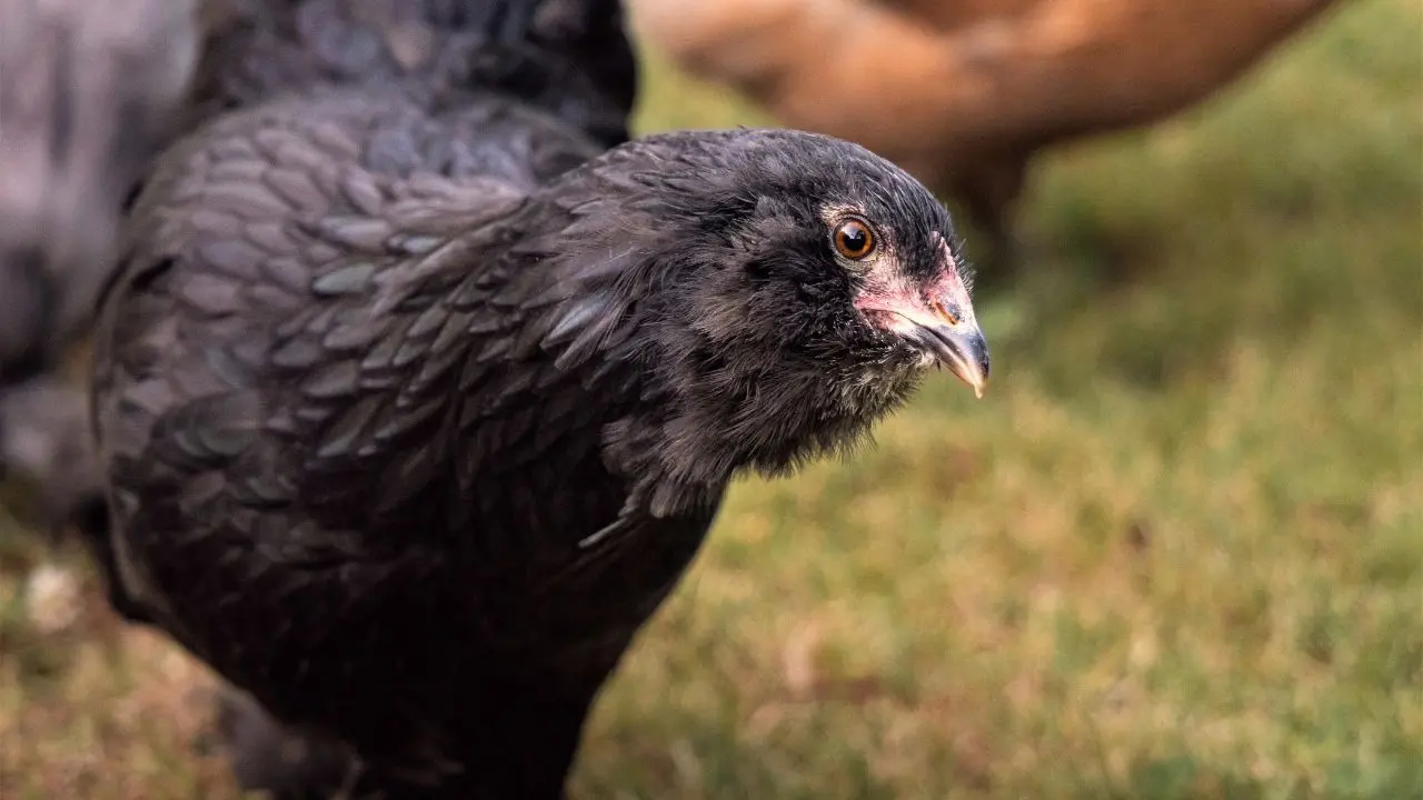 Appearance of Ameraucana Chickens