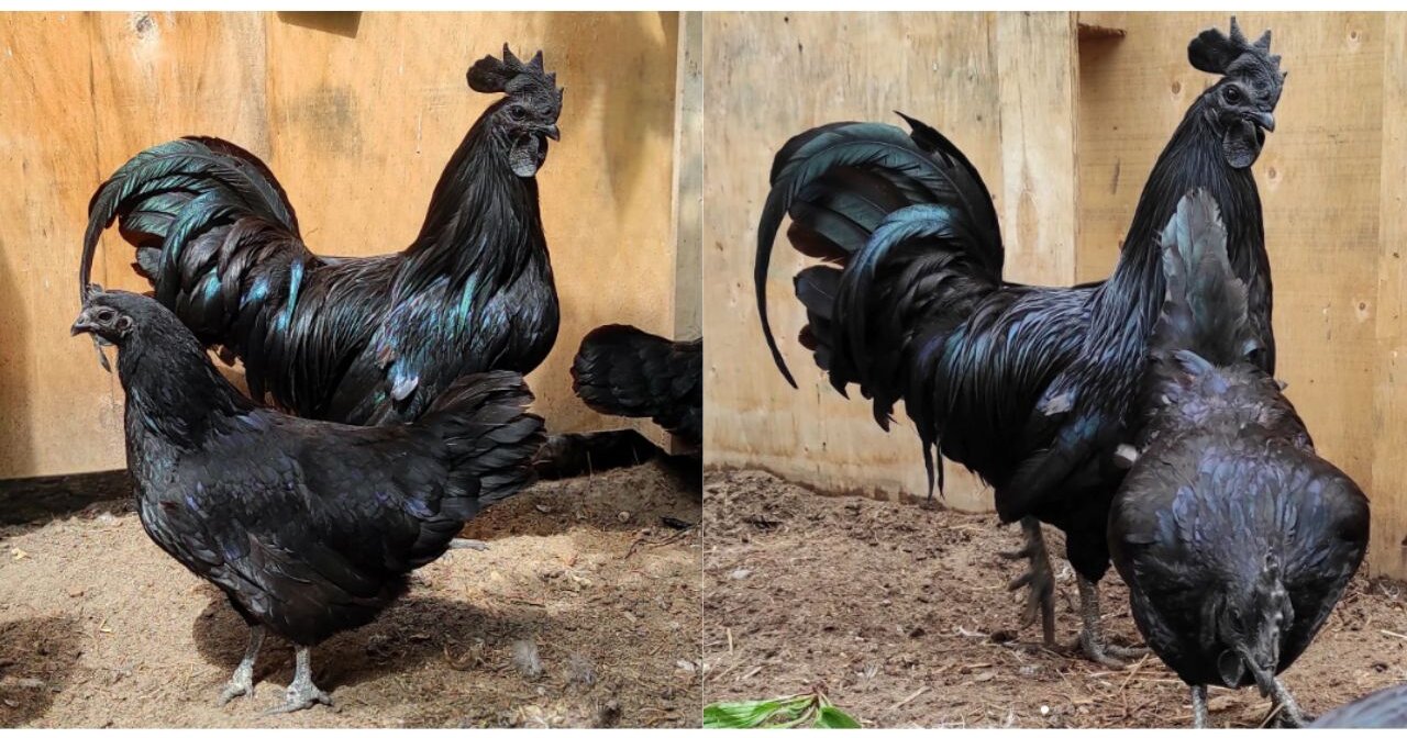 black chickens