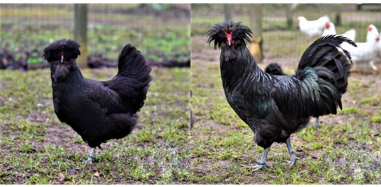 long crest chickens