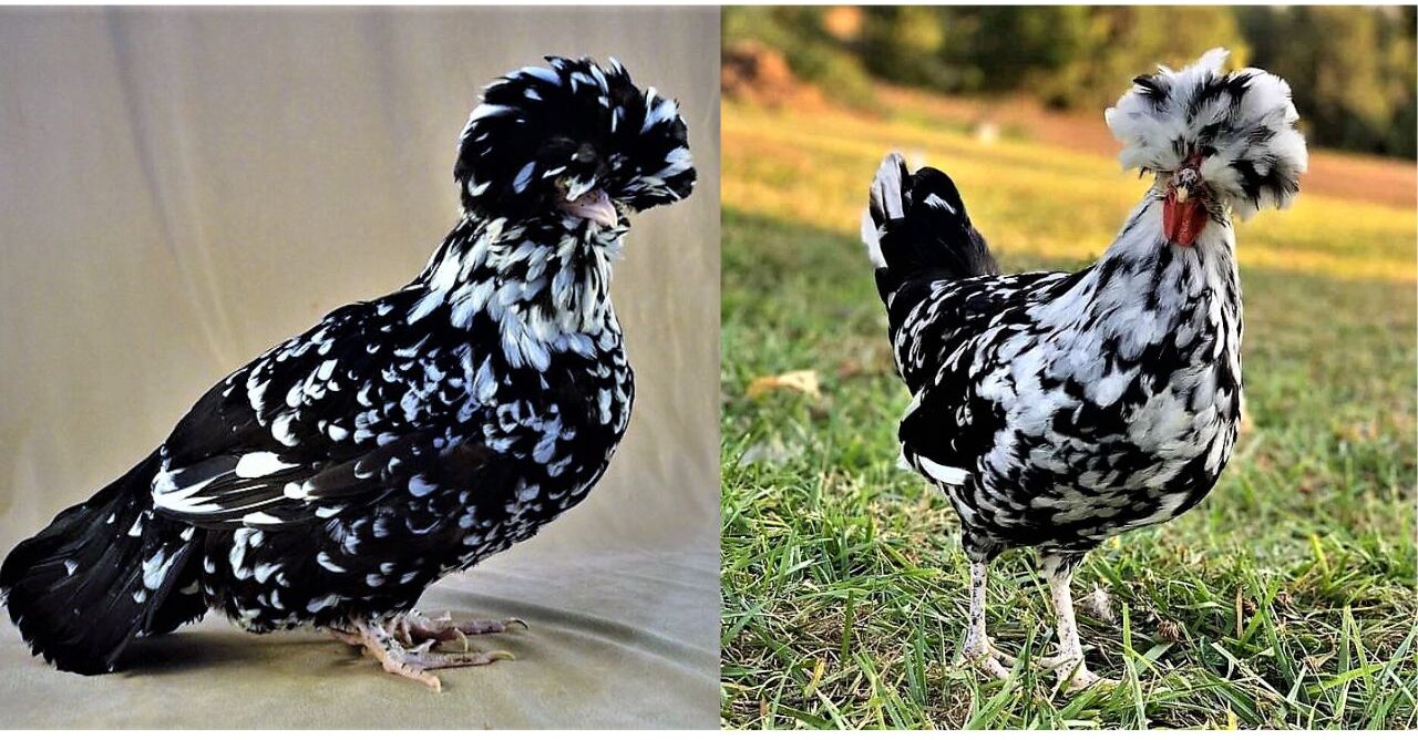 Chickens With long hair