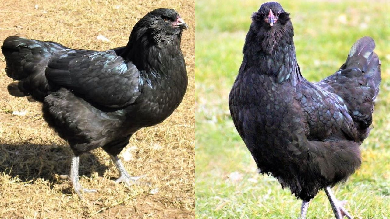 Black Ameraucana Chicken