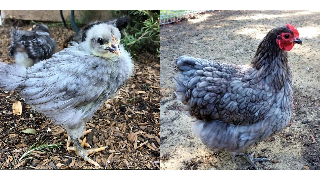 Blue Australorp