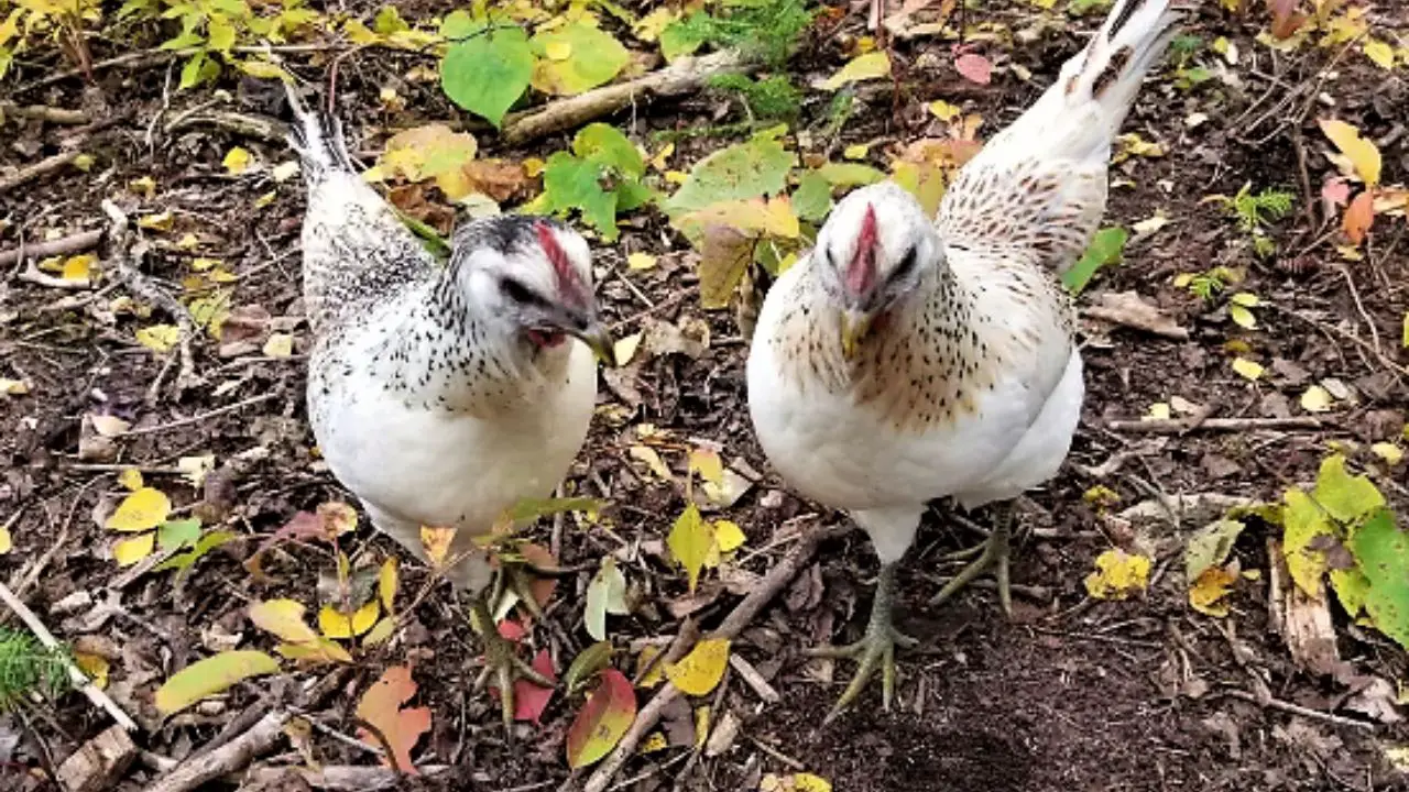 Mosaic Chicken