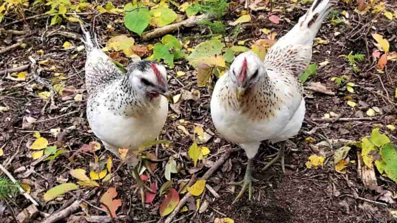 Mosaic Chicken Breed