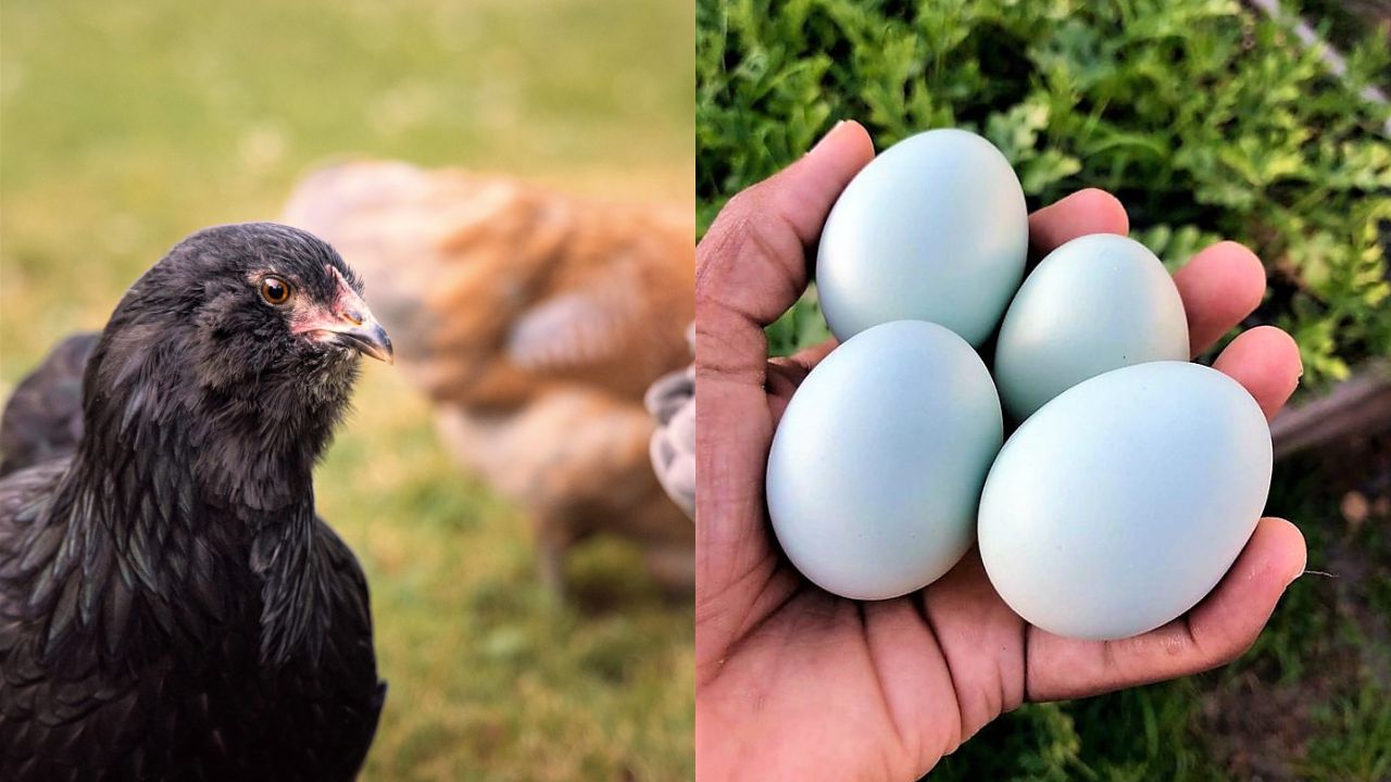 Black Ameraucana Chicken 