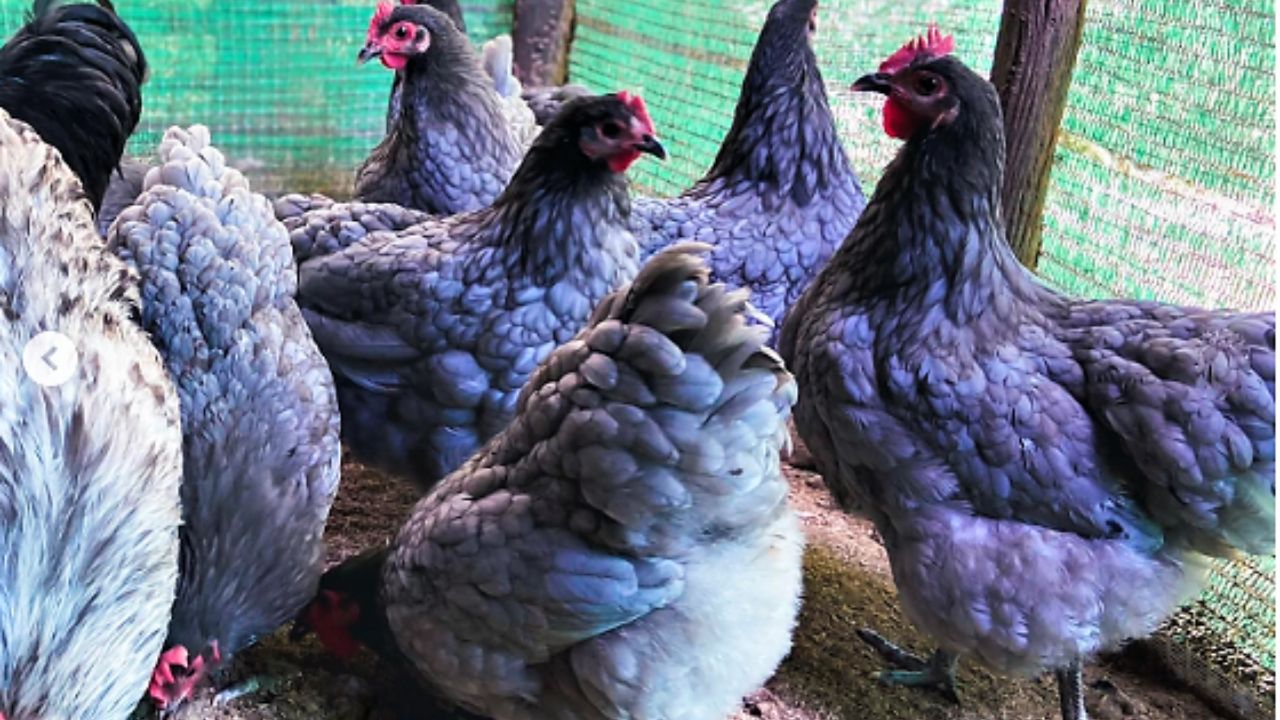 Blue Australorp