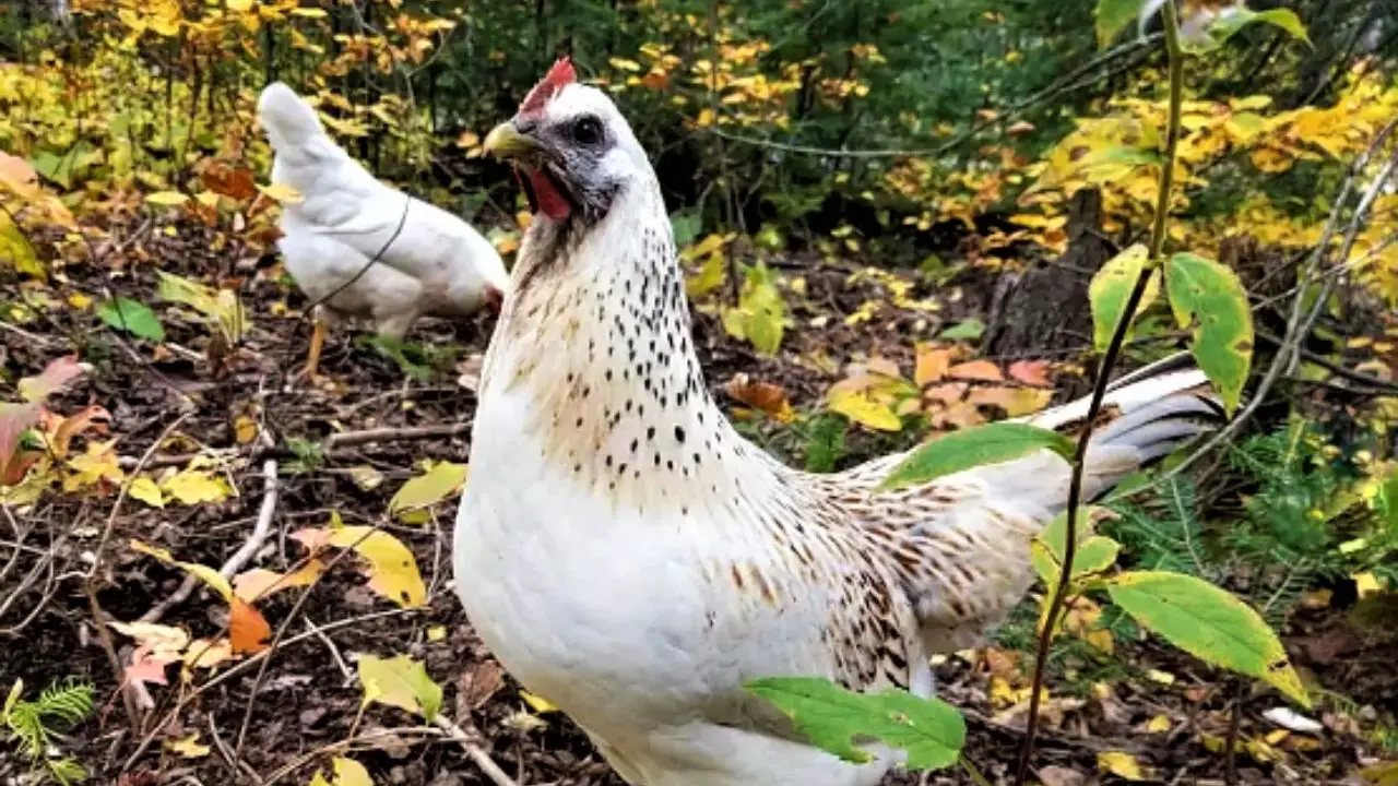 Mosaic Chicken