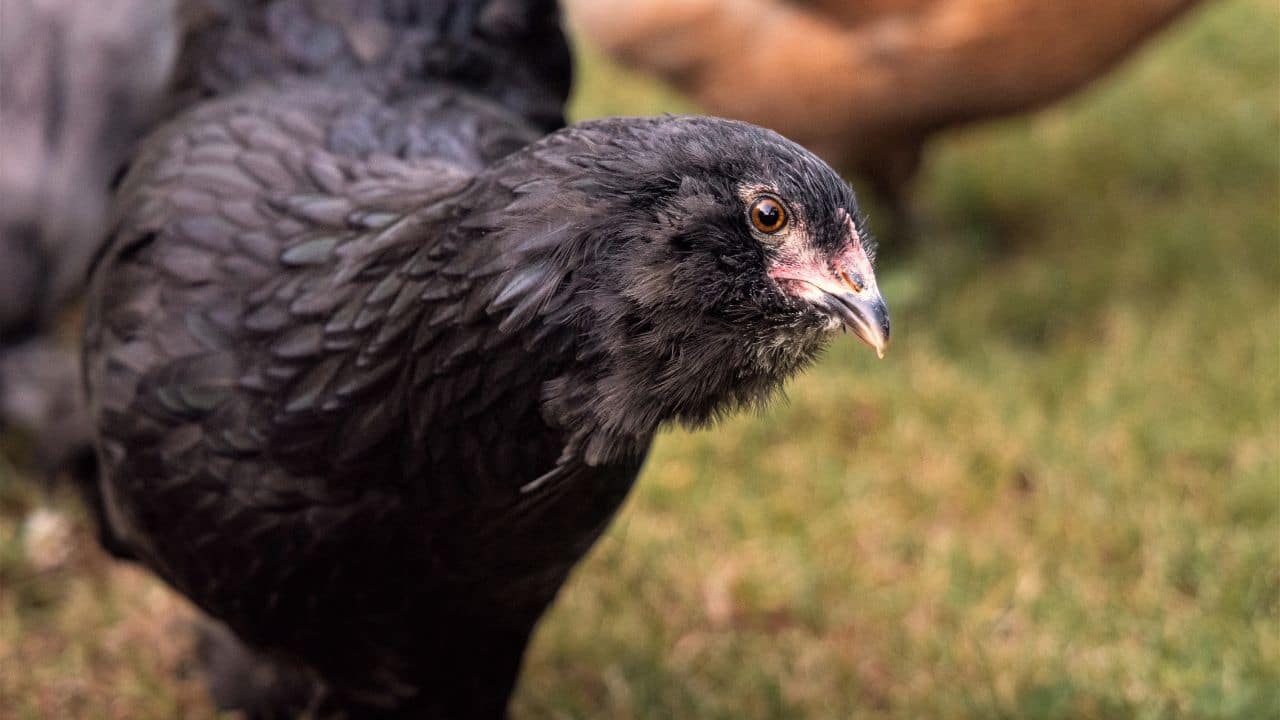 Everything About Black Ameraucana Chickens BackyardClucks   Mosaic Chicken Breed Full Profile 3 