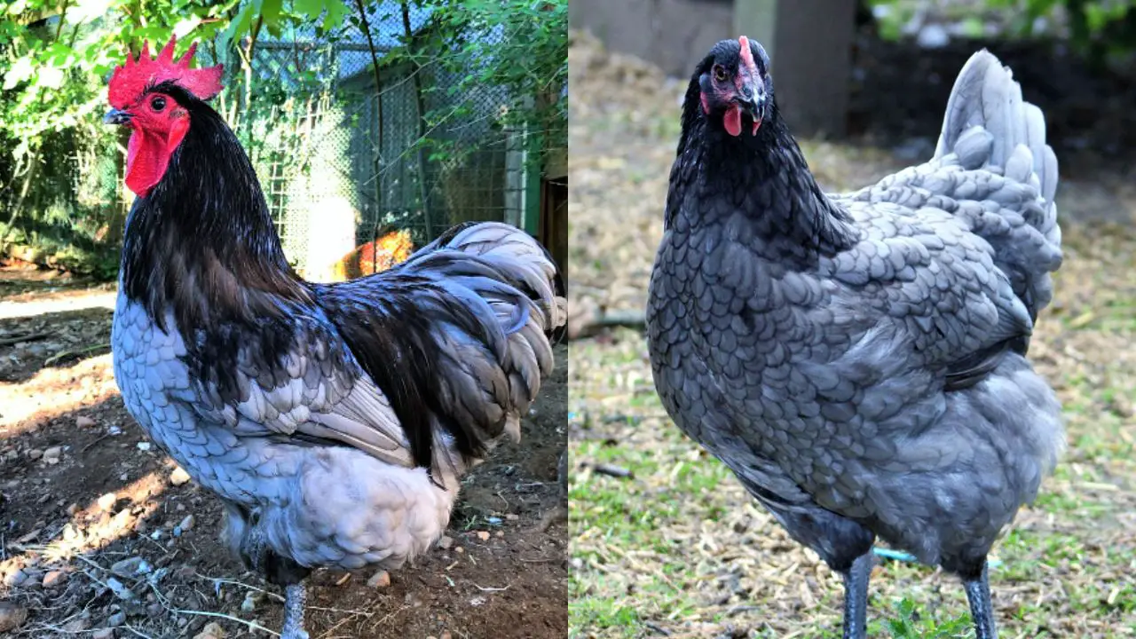 Blue Australorp