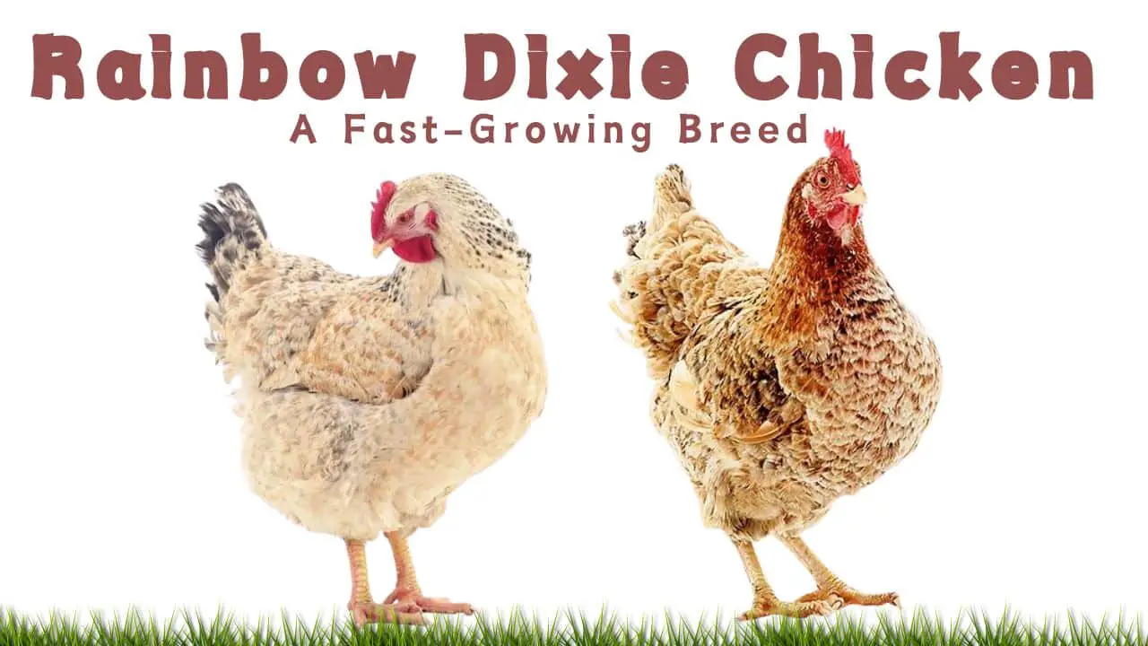 Rainbow Dixie Chicken