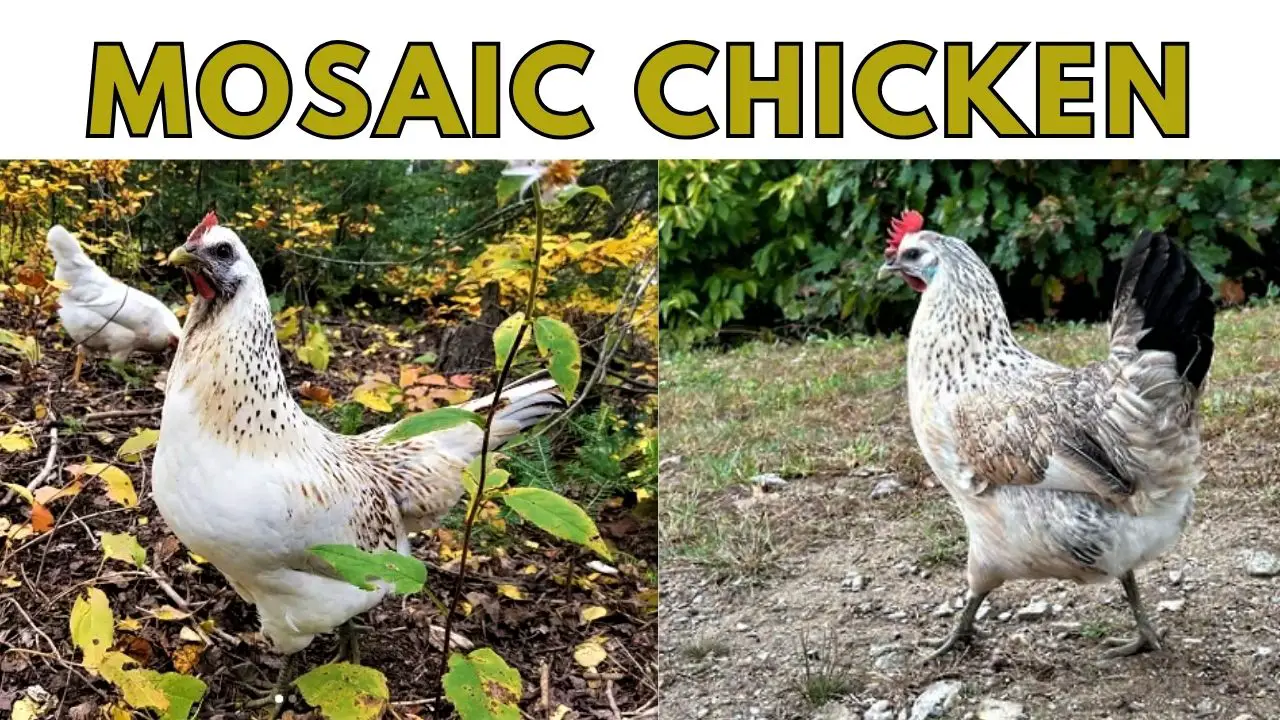 Mosaic Chicken