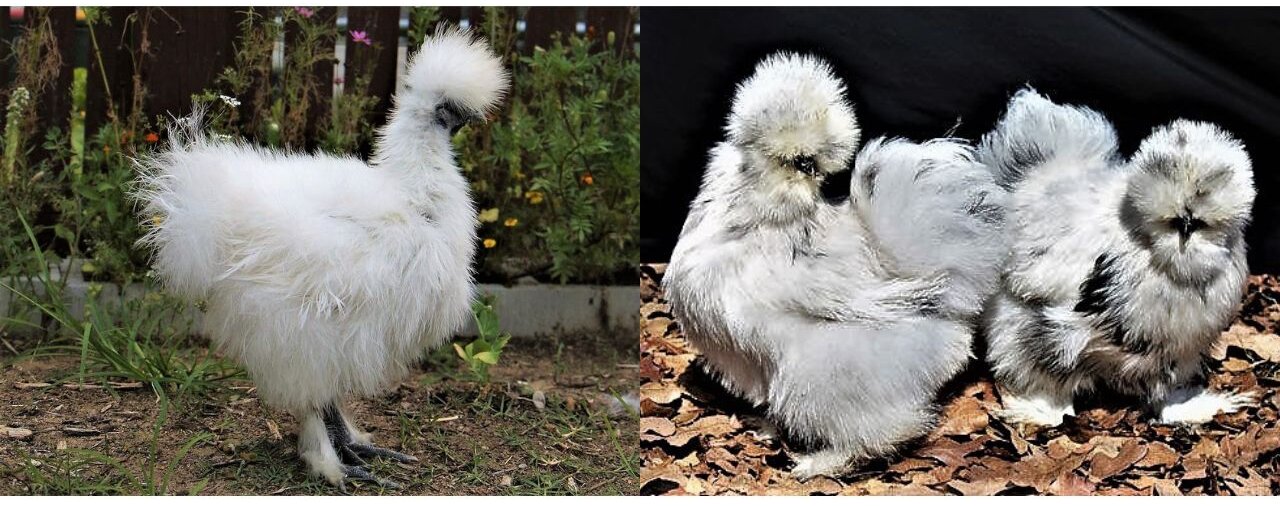 cutest chickens