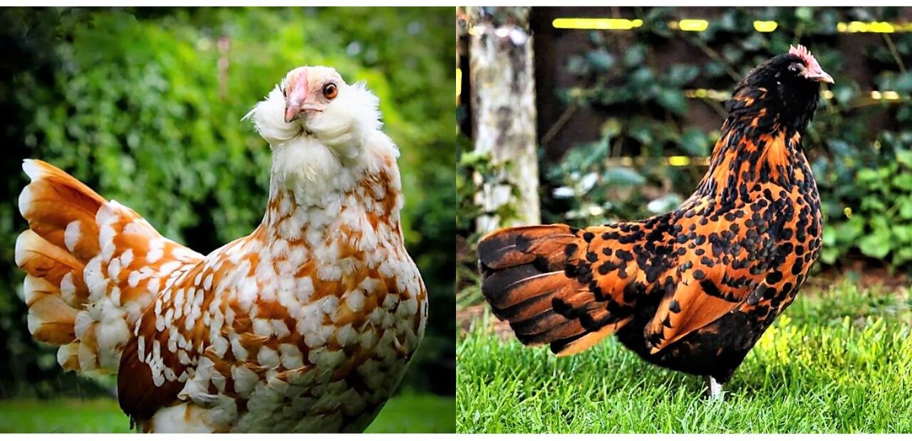 chickens with beard and muffs