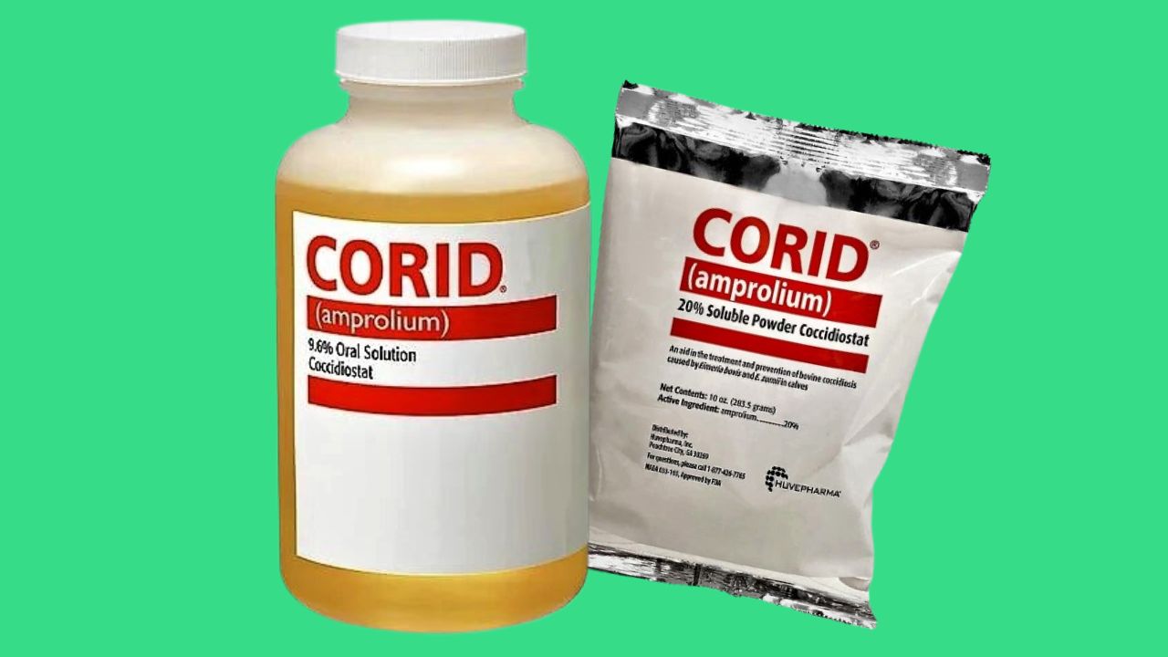 Dose of Corid for Chickens To Prevent and Treat Coccidiosis