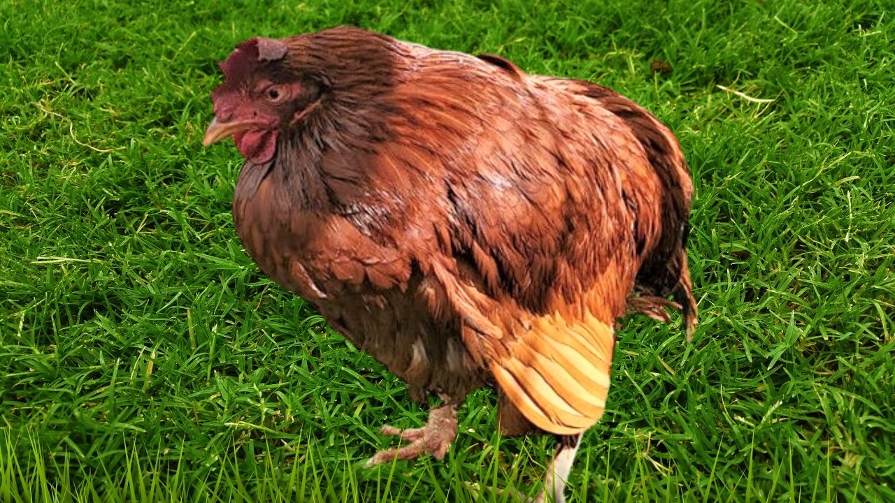 Dose of Corid for Chickens