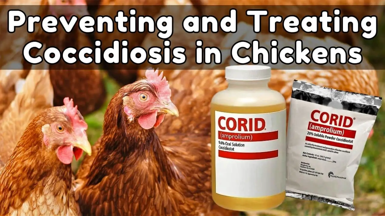 Dose of Corid for Chickens To Prevent and Treat Coccidiosis