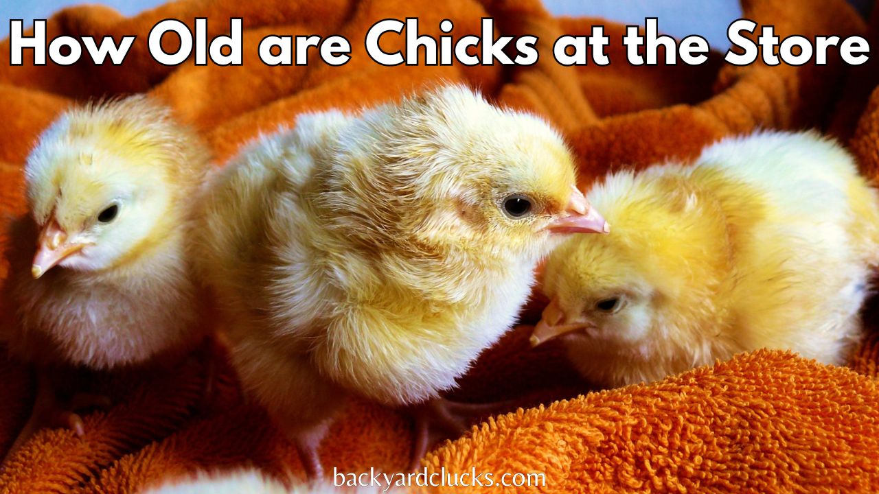 How Old are Chicks at the Store | Guide to Chicks