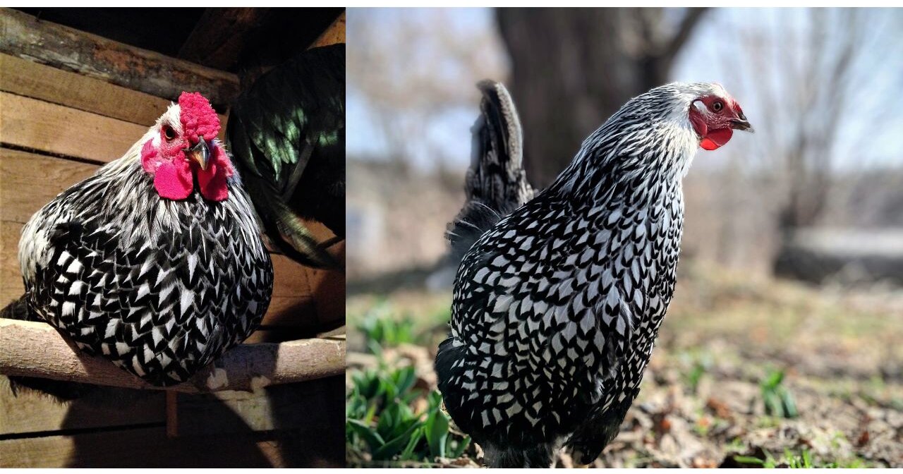 beautiful feathers chickens