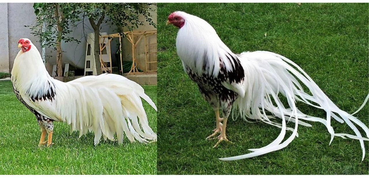 Chickens With Big Hair