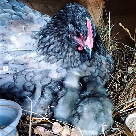 Blue Australorp