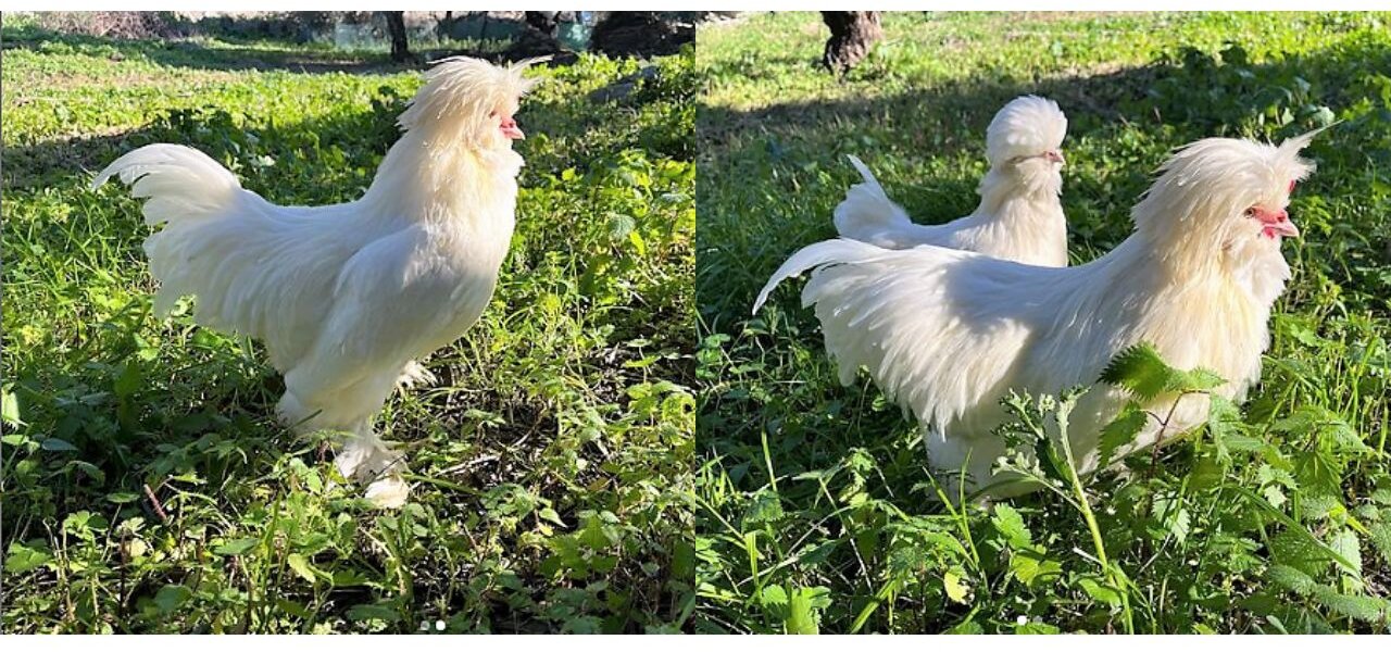 chicken has beautiful hair