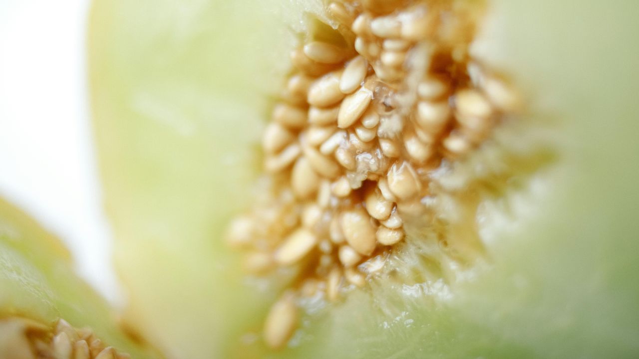 Honeydew seeds