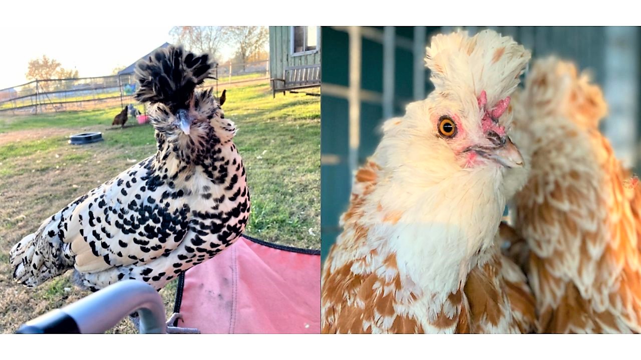 chickens with hairy head