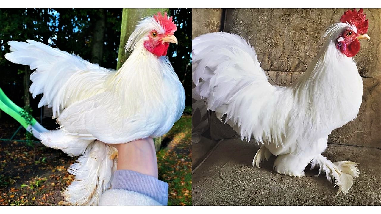 chickens with fluffy large crest