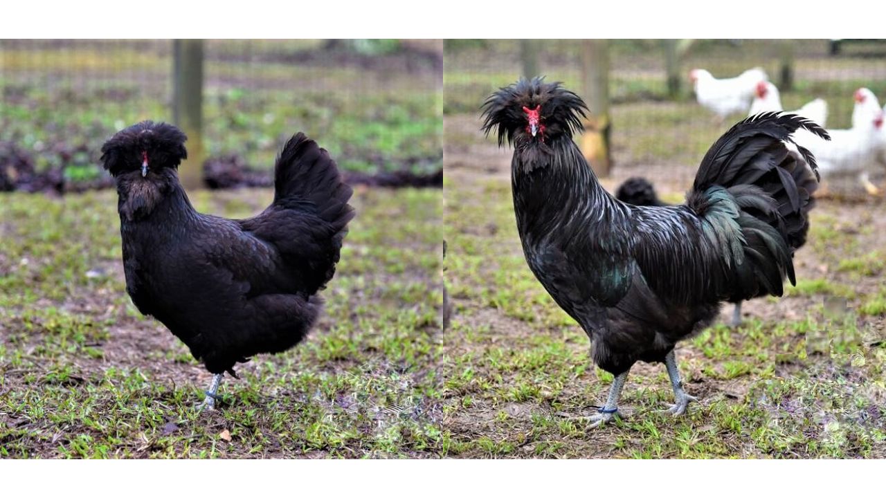 Chicken with Fluffy Head