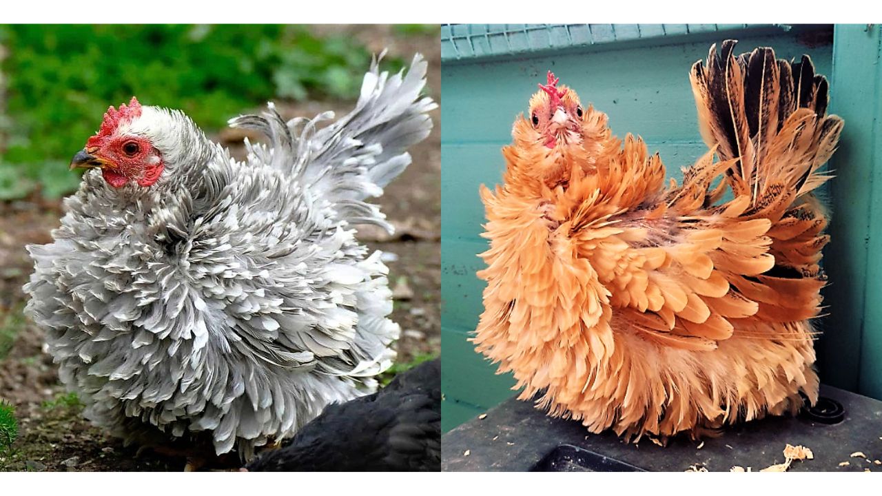 frizzle chickens