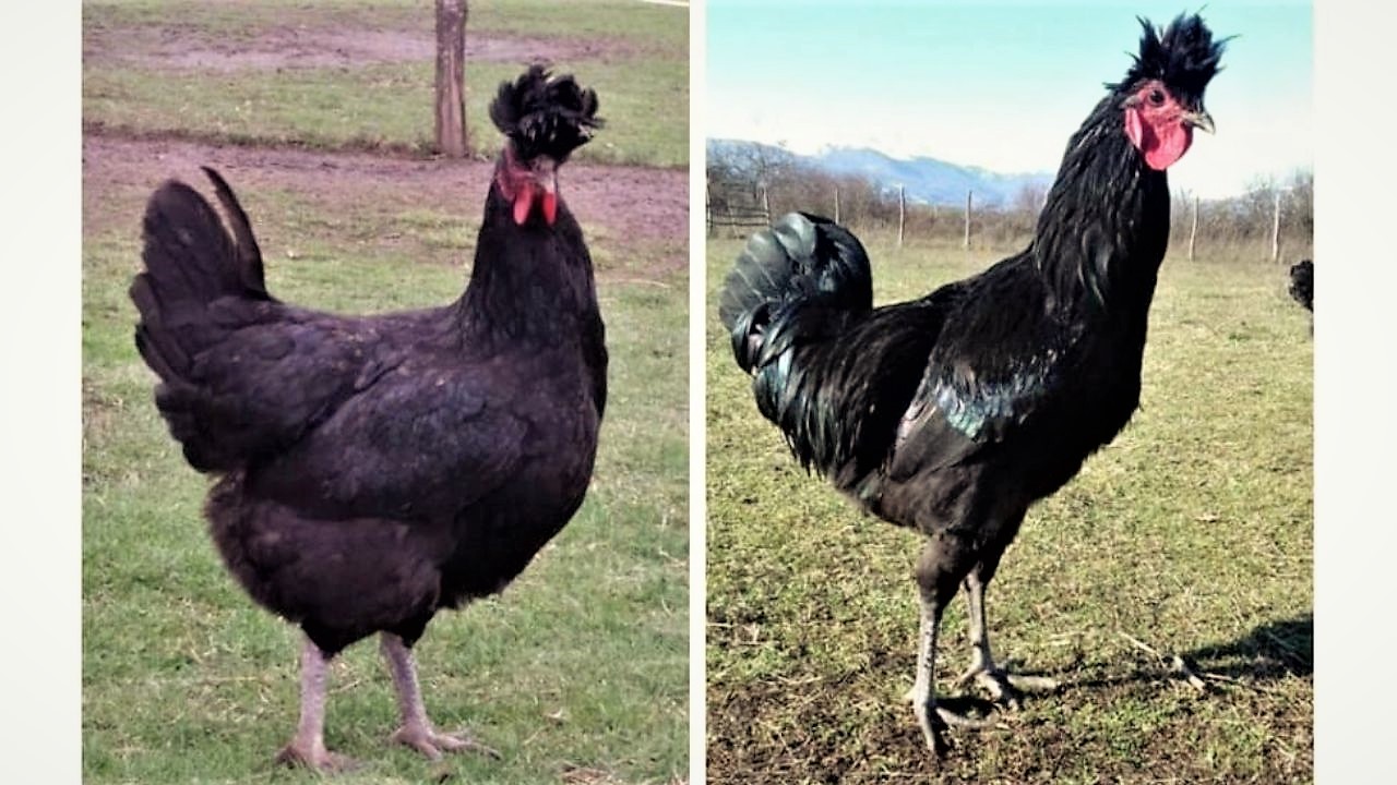 black chickens with fluffy crest