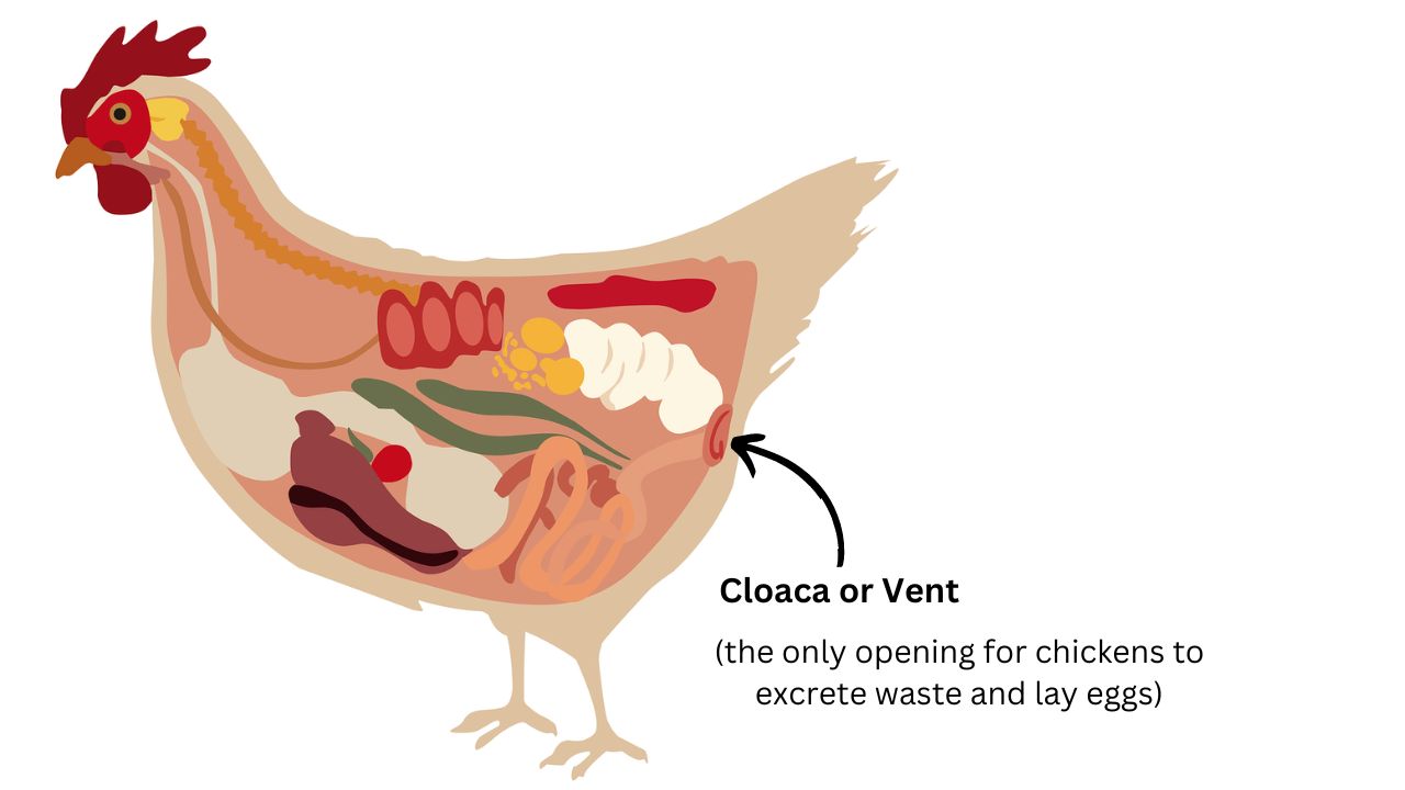 Do Chicken Eggs come out of their Anus? chicken anatomy